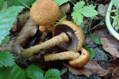Tränender Saumpilz (Lacrymaria lacrymabunda)