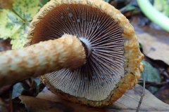 Tränender Saumpilz (Lacrymaria lacrymabunda)