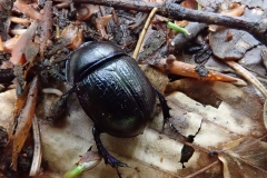 Waldmistkäfer (Anoplotrupes stercorosus)