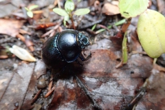 Waldmistkäfer (Anoplotrupes stercorosus)