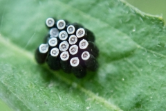 Unbekannte Insekteneier