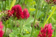 Inkarnatklee (Trifolium incarnatum)