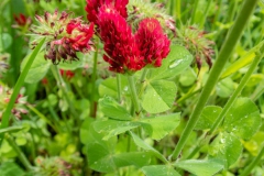 Inkarnatklee (Trifolium incarnatum)
