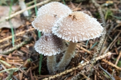 unbekannter Schüppling