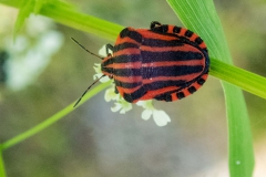 Streifenwanze (Graphosoma lineatum)
