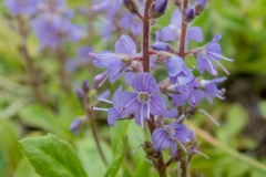 Wald-Ehrenpreis (Veronica officinalis)