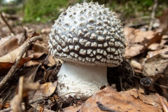Grauer Wulstling (Amanita excelsa)