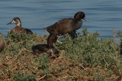 Rotaugenente (Netta erythrophthalma)