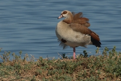 Nilgans (Alopochen aegyptiaca)