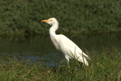 Kuhreiher (Bubulcus ibis)