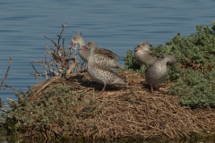 Fahlente (Anas capensis)