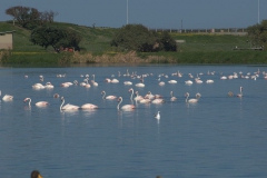 Rosaflamingo (Phoenicopterus roseus)