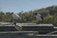 Heiliger Ibis (Threskiornis aethiopicus)