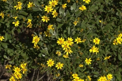 wahrscheinlich Chrysanthemoides monilifera