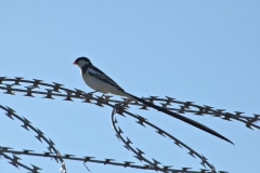 Dominikanerwitwe (Vidua macroura)