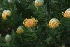 Nadelkissenblüten-Strauch (Leucospermum conocarpodendron) (Hybride)