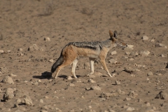 Schabrackenschakal (Canis mesomelas)