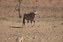 Spießbock (Oryx gazella)