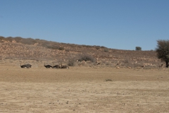 Afrikanischer Strauß (Struthio camelus)
