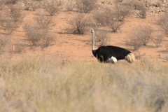 Afrikanischer Strauß (Struthio camelus)