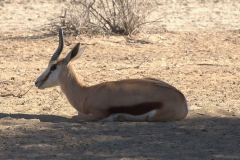 Springbock (Antidorcas marsupialis)