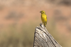 Gelbbauchgirlitz (Crithagra flaviventris)