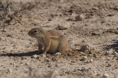 Kap-Borstenhörnchen (Xerus inauris)