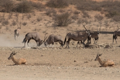 Spießbock (Oryx gazella)