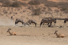 Spiessbock (Oryx gazella)