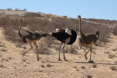 Afrikanischer Strauß (Struthio camelus)