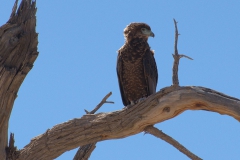 Gaukler (Terathopius ecaudatus)