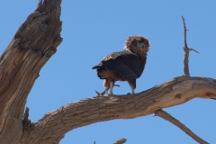 Gaukler (Terathopius ecaudatus)