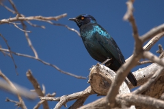 Rotschulter-Glanzstar (Lamprotornis nitens)