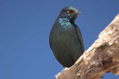 Rotschulter-Glanzstar (Lamprotornis nitens)