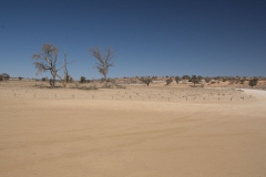 Landschaft im Kgalagadi National Park