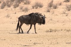 Streifengnu (Connochaetes taurinus)
