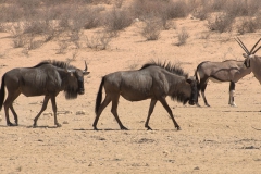 Streifengnu (Connochaetes taurinus)