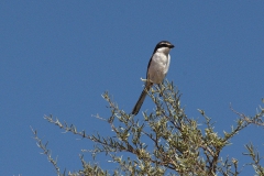 Südliche Fiskalwürger (Lanius collaris)