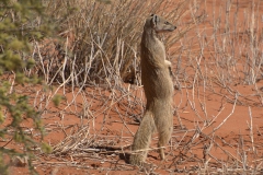 Fuchsmanguste (Cynictis penicillata)