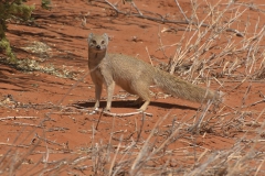 Fuchsmanguste (Cynictis penicillata)