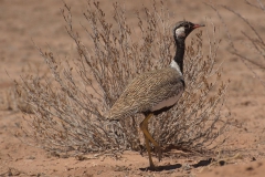 Weißflügeltrappe (Afrotis afraoides)