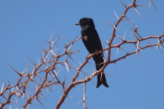 Trauerdrongo (Dicrurus adsimilis)