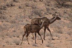 Sambesi-Großkudu (Strepsiceros zambesiensis)