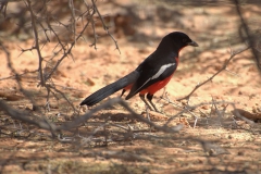 Rotbauchwürger (Laniarius atrococcineus)