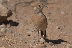 Zirplerche (Chersomanes albofasciata)