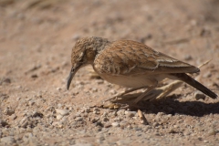 Zirplerche (Chersomanes albofasciata)