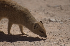 Fuchsmanguste (Cynictis penicillata)