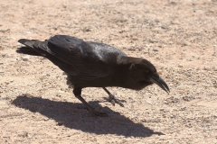 Kapkrähe (Corvus capensis)