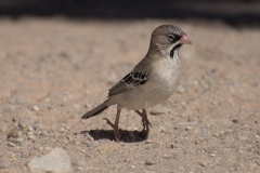 Schnurrbartweber (Sporopipes squamifrons)