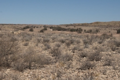 Im Kgalagadi National Park